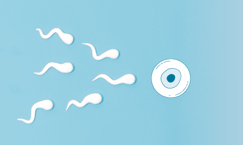 10 Myths About Fertility
